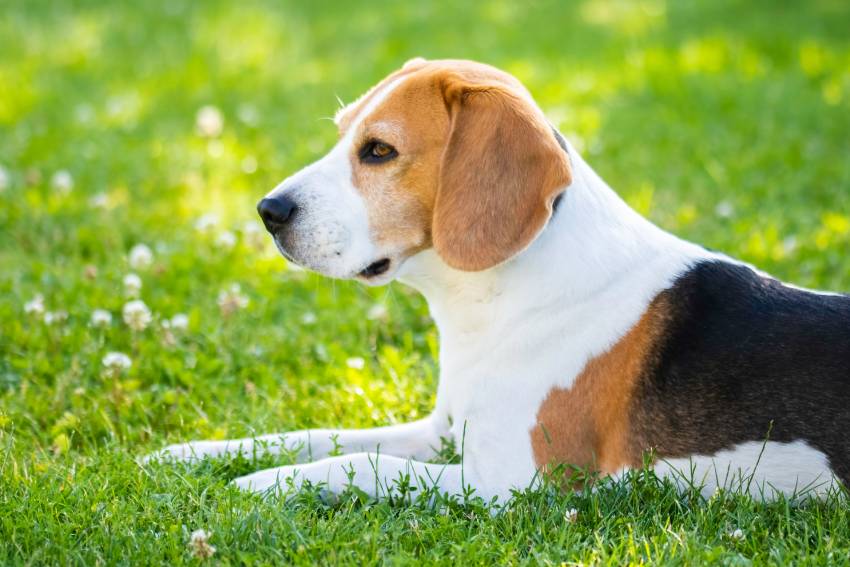 beagle dog fun in garden outdoors lying on grass