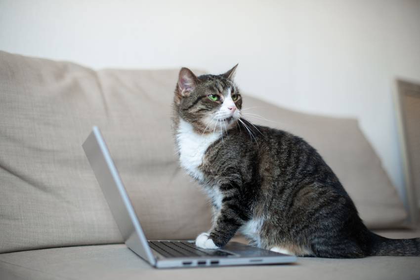cute cat using laptop on sofa at home